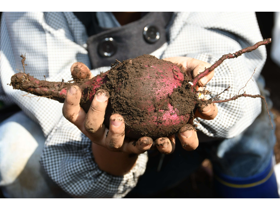 小平若竹幼稚園