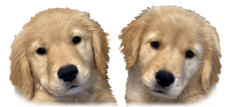 社会福祉法人愛心会 特別養護老人ホームはぴねす・求人番号10177603