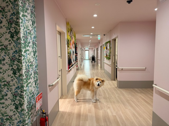 株式会社ケアリー東北 ナーシングホームケアリー仙台折立・求人番号10276924