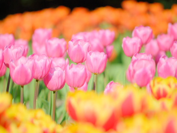 マリア子どもの家